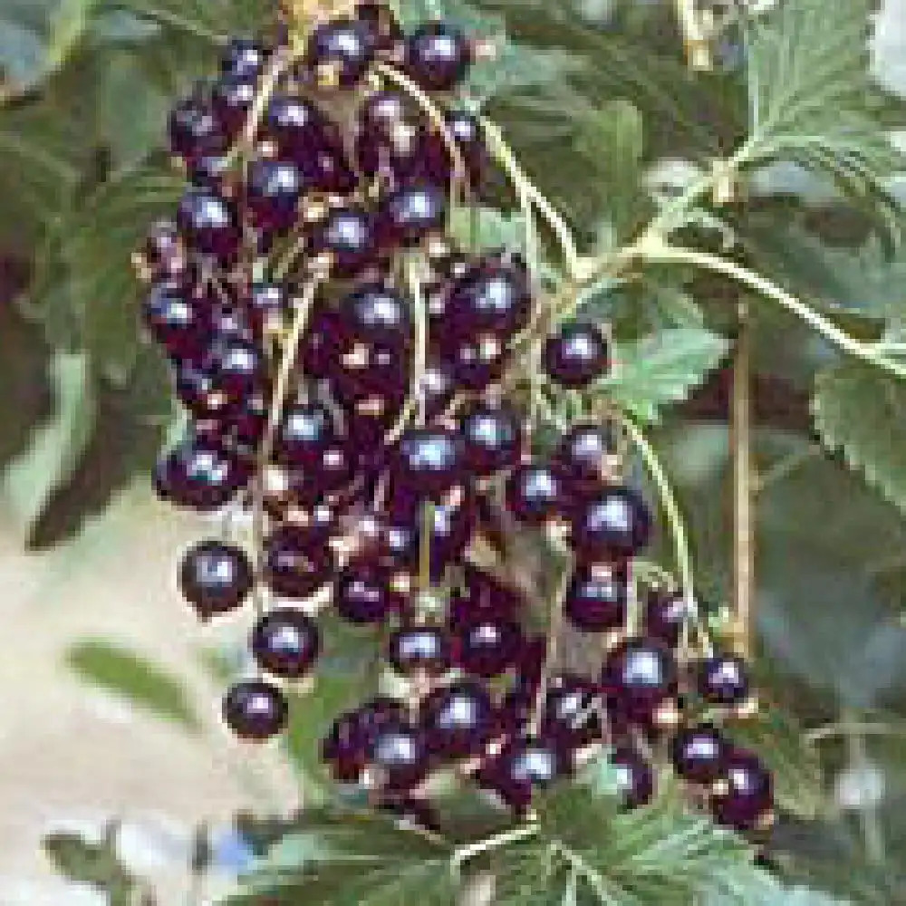 CASSISSIER 'Noir de Bourgogne' (RIBES nigrum)