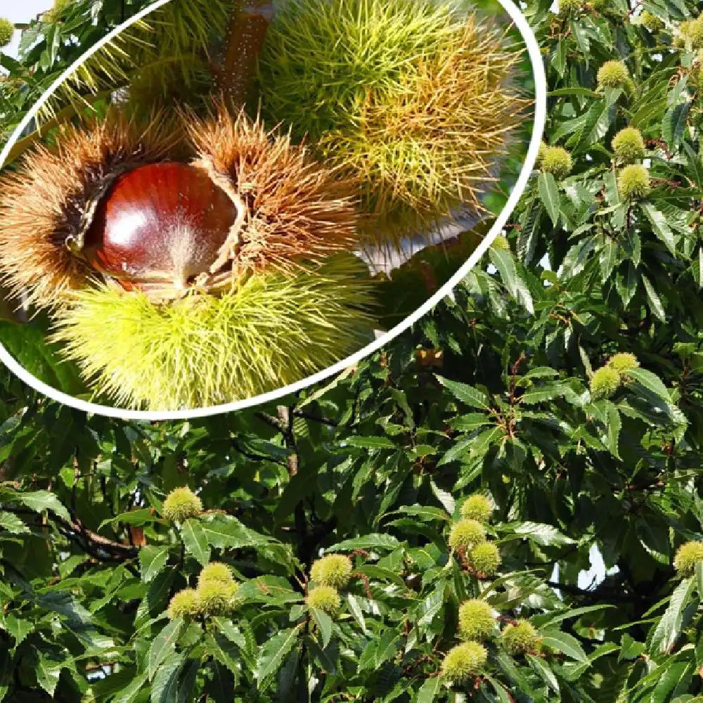 CASTANEA sativa 'Bouche de Betizac'