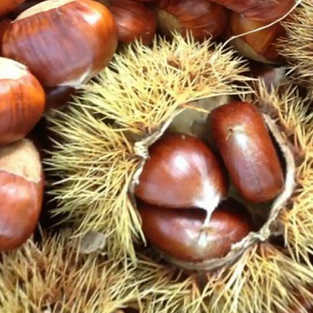 CASTANEA sativa 'Bournette'