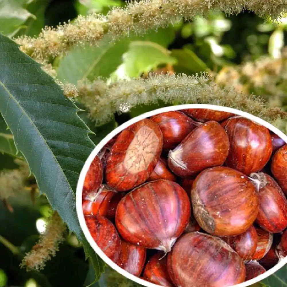 CASTANEA sativa 'Dorée de Lyon'