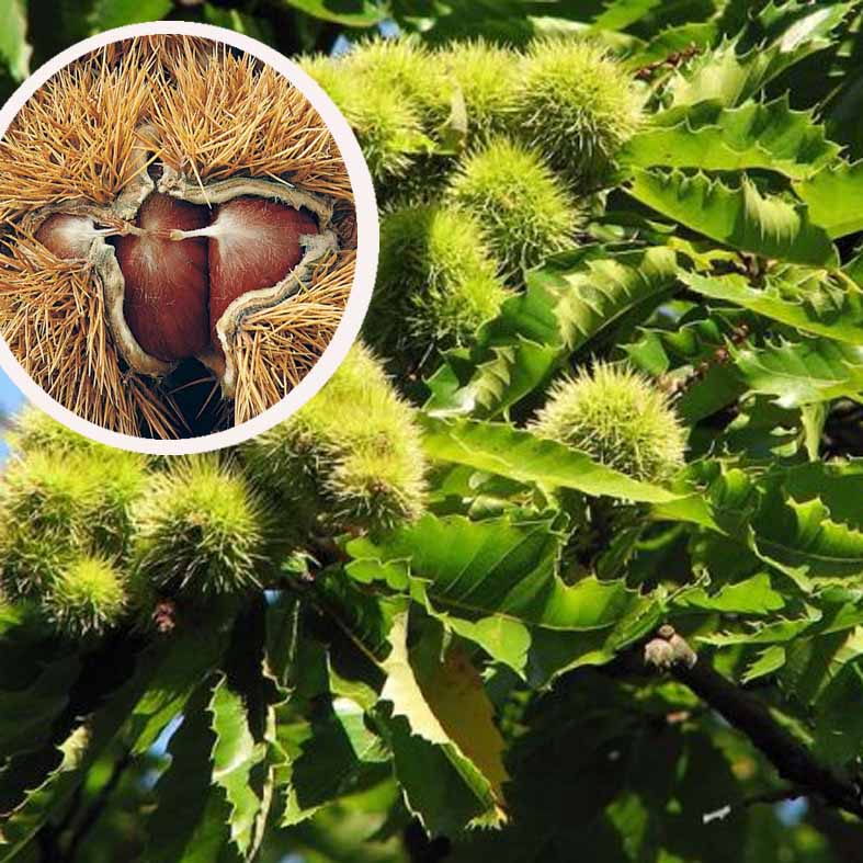 CASTANEA sativa 'Marron de Lyon'
