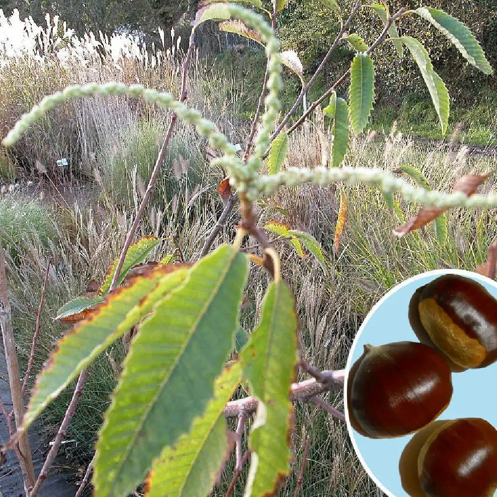 CASTANEA sativa 'Maraval'