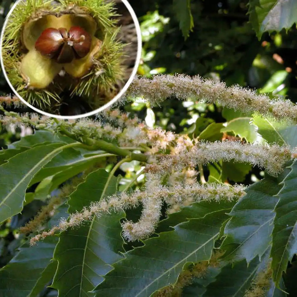 CASTANEA sativa