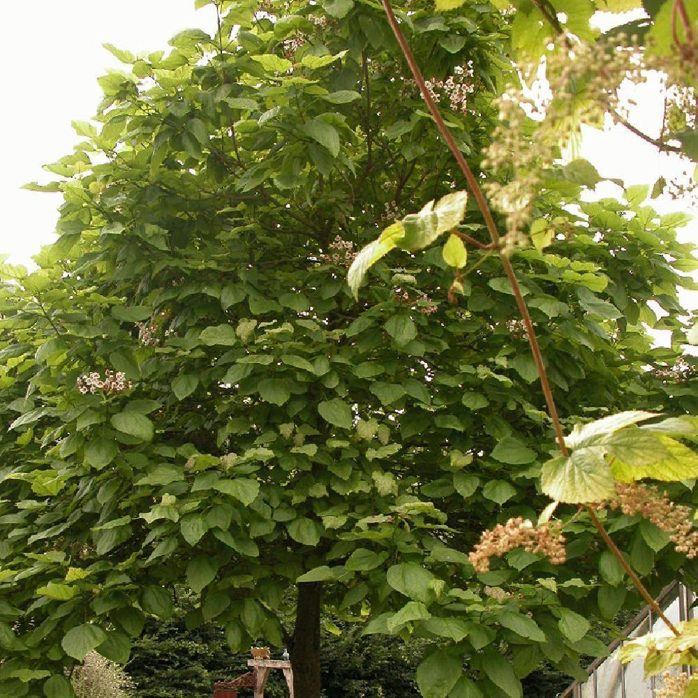 CATALPA bignonioides 'Nana'