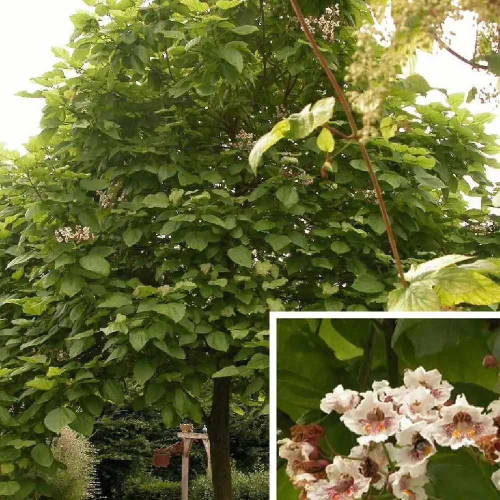 CATALPA bignonioides