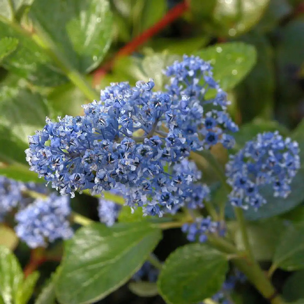 CEANOTHUS arboreus 'Trewithen Blue'