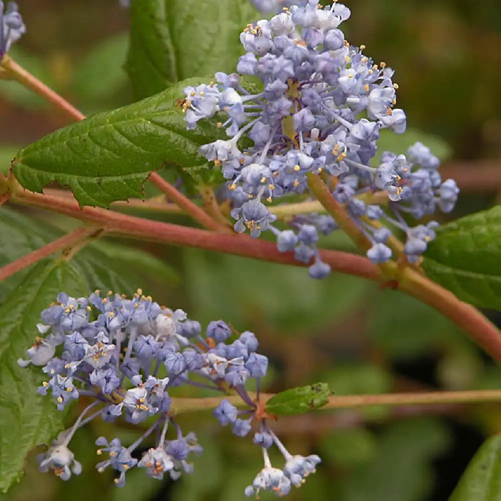 CEANOTHUS 'Autumnal Blue'