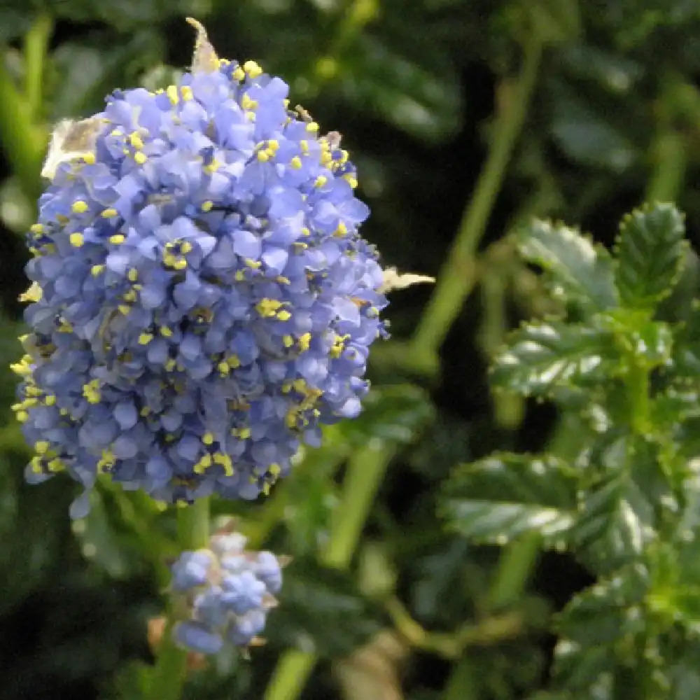 CEANOTHUS 'Blue Mound'