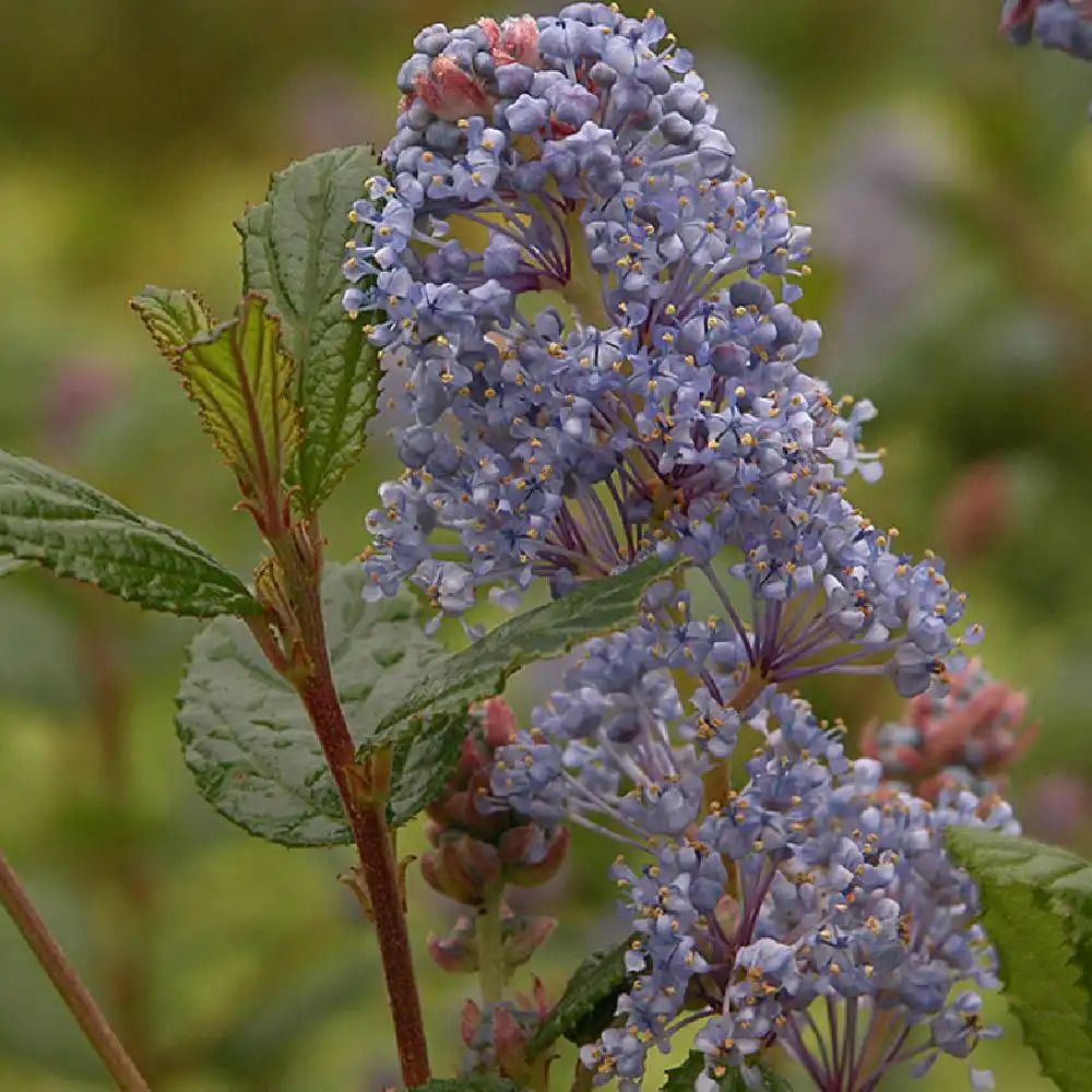 CEANOTHUS 'Burkwoodii'