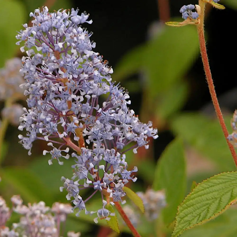 CEANOTHUS x delileanus 'Gloire de Versailles'