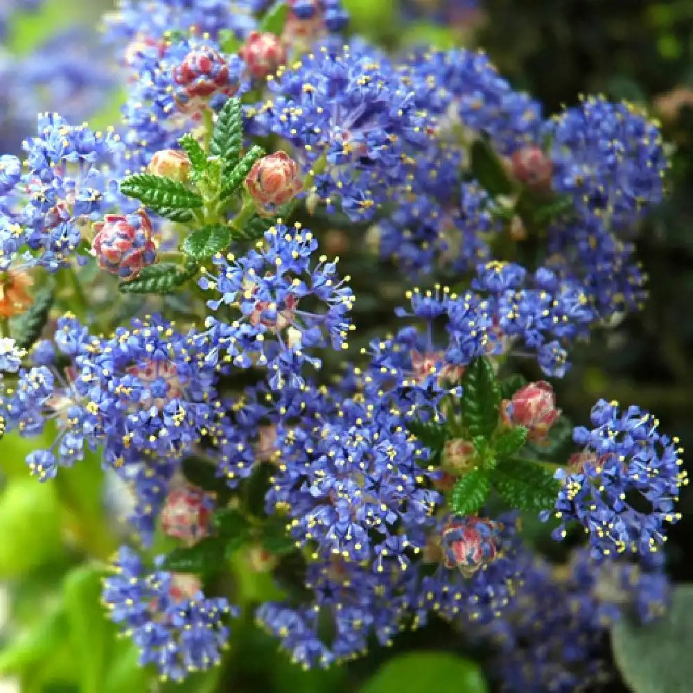 CEANOTHUS 'Puget Blue'