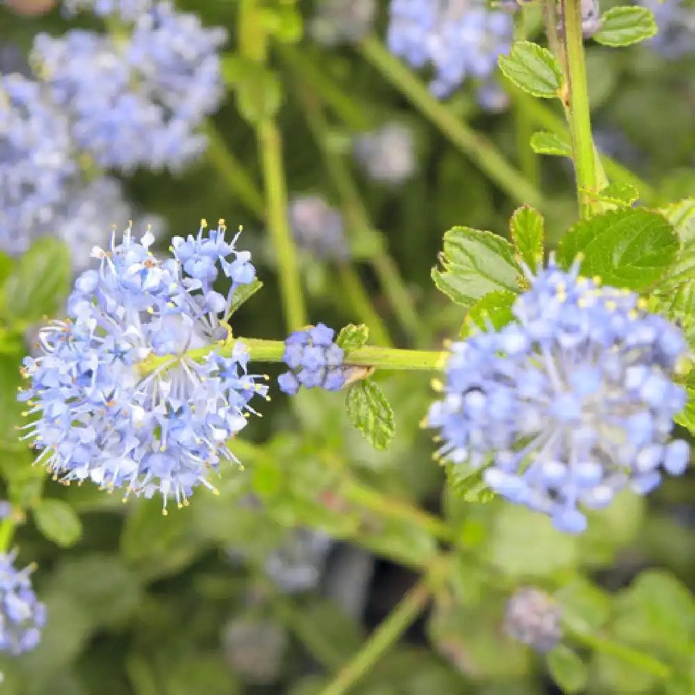 CEANOTHUS thyrsiflorus var. repens