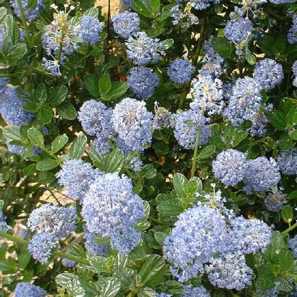 CEANOTHUS thyrsiflorus 'Skylark'