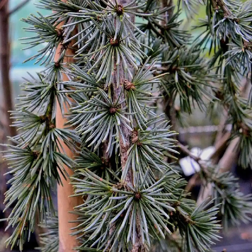 CEDRUS atlantica 'Glauca Pendula'