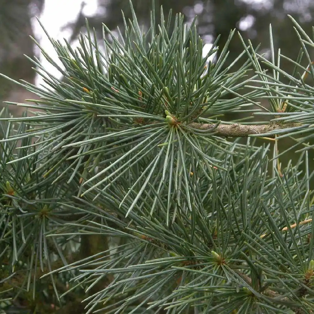 CEDRUS deodora 'Pendula'