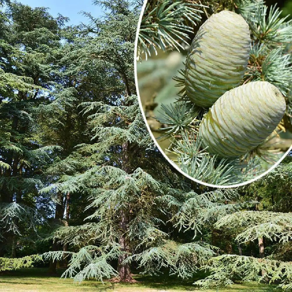 CEDRUS libani 'Atlantica Glauca'