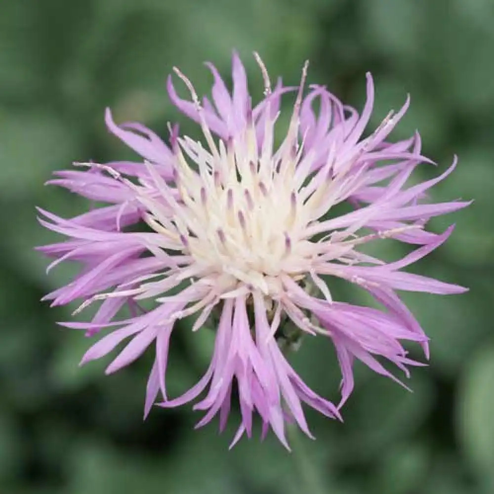 CENTAUREA bella