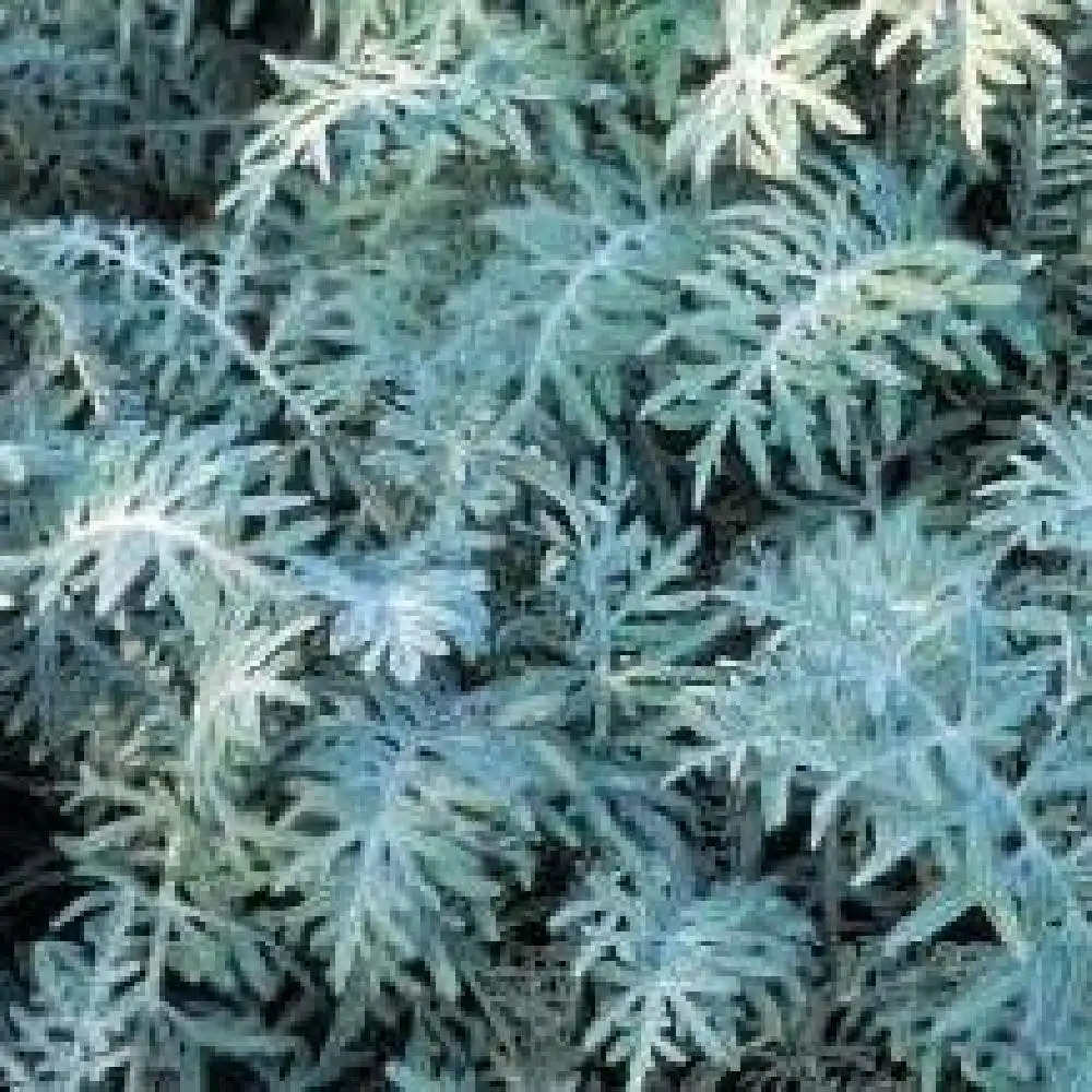 CENTAUREA cineraria (gymnocarpa)