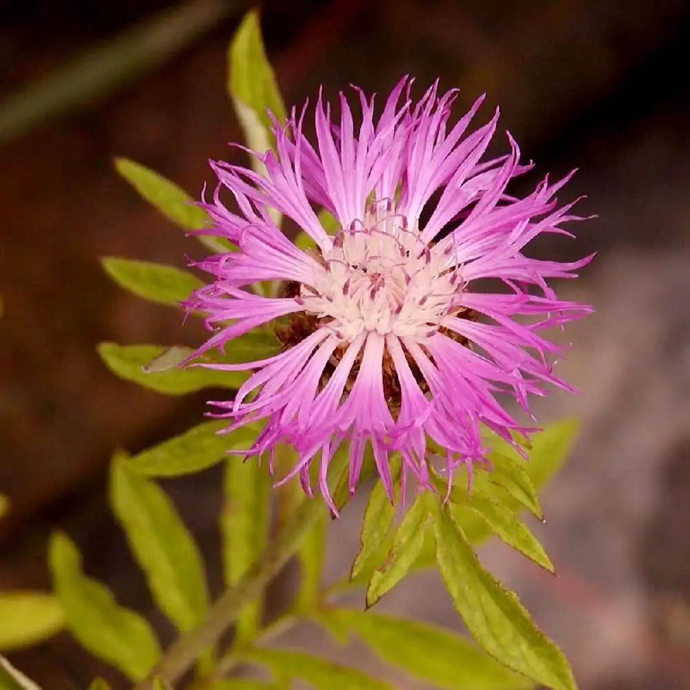 CENTAUREA dealbata