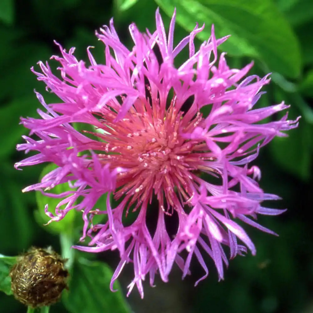 CENTAUREA hypoleuca 'John Coutts'