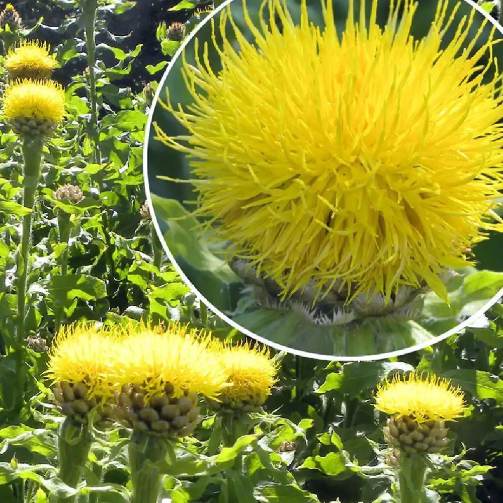 CENTAUREA macrocephala