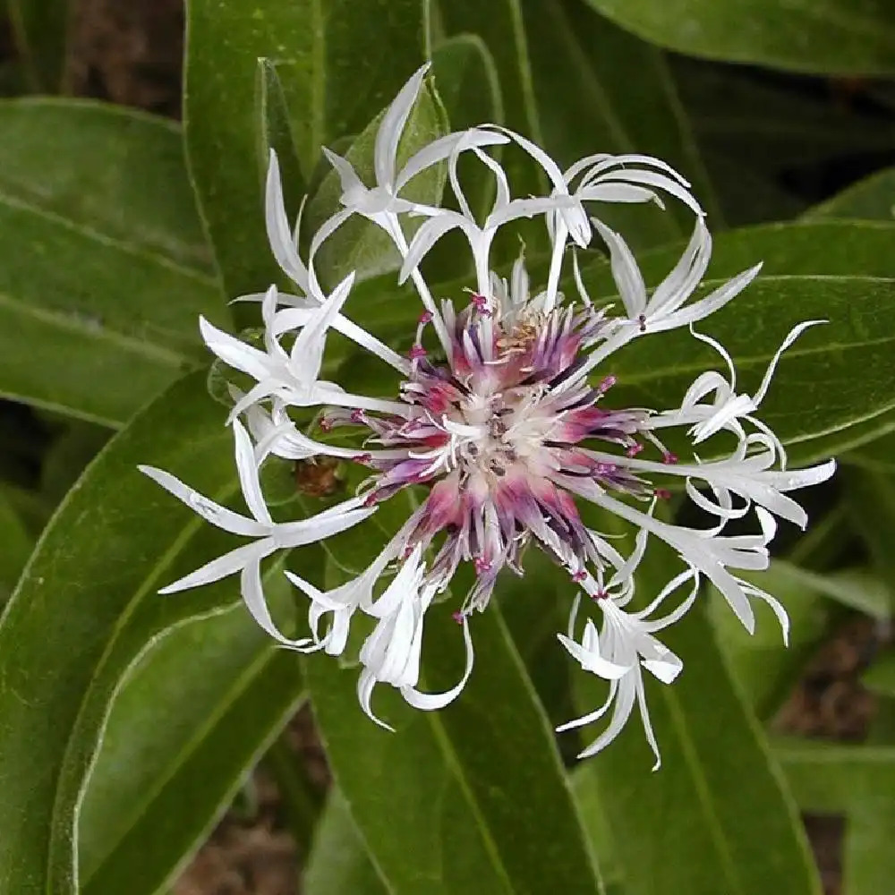 CENTAUREA montana 'Alba'