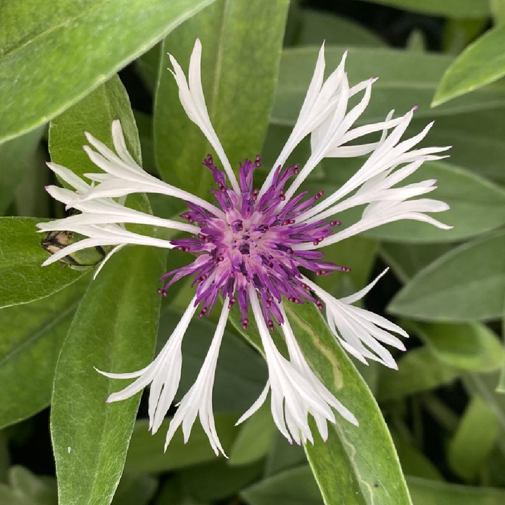 CENTAUREA montana 'Amethyst in Snow'