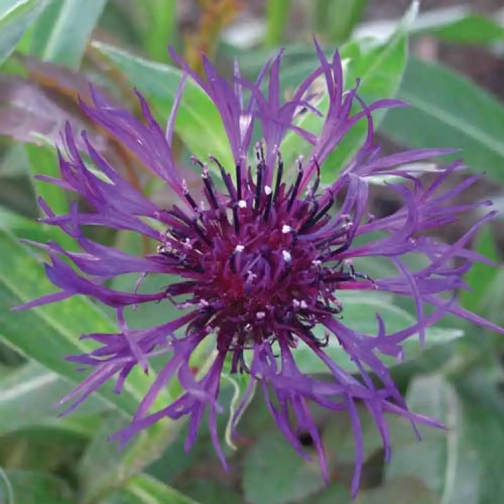 CENTAUREA montana 'Amethyst Dream'®