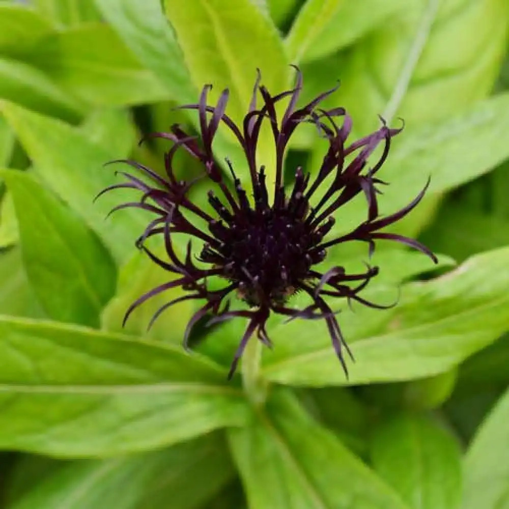 CENTAUREA montana 'Black Sprite'