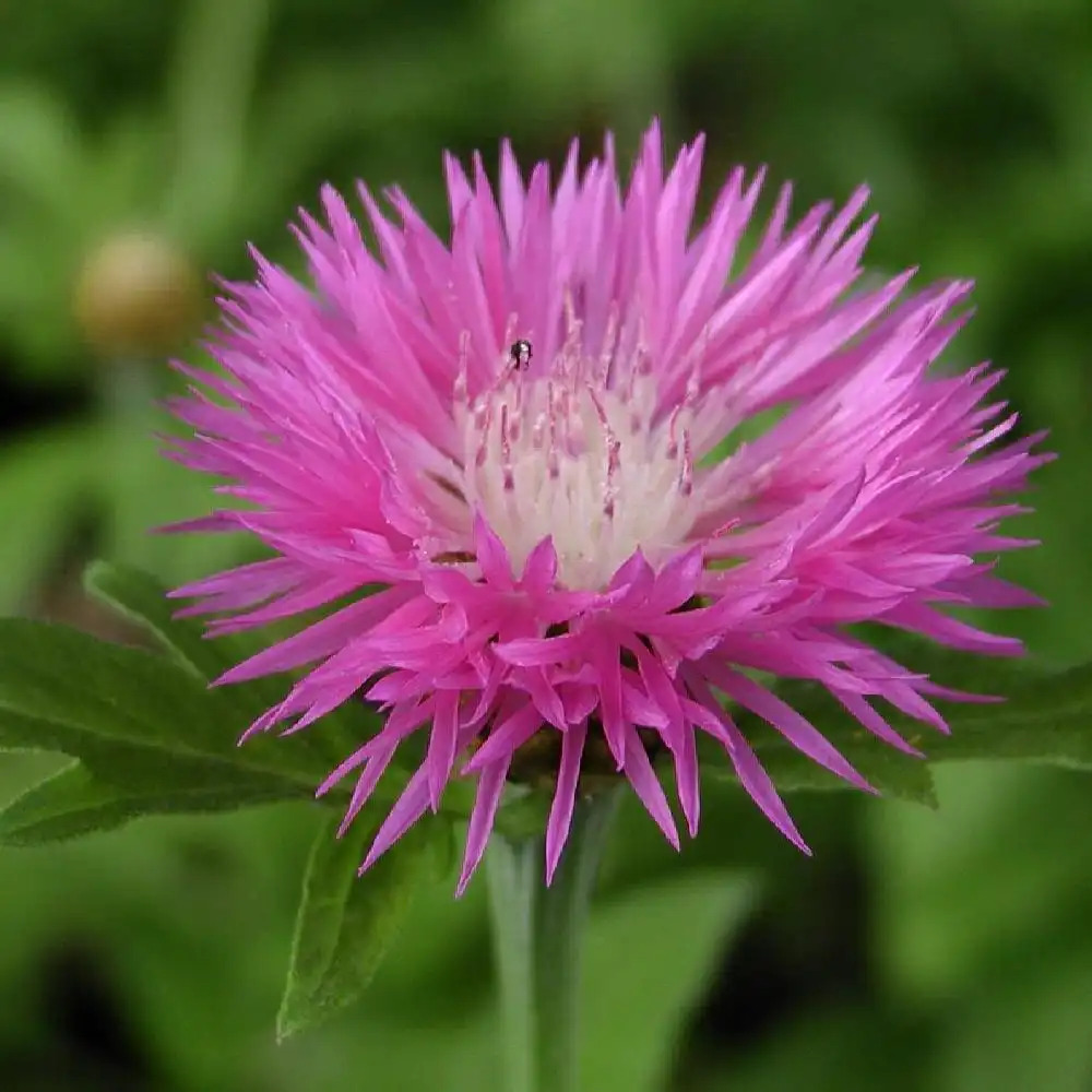 CENTAUREA pulcherrima