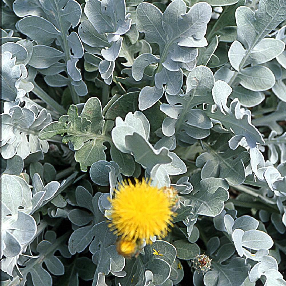 CENTAUREA ragusina