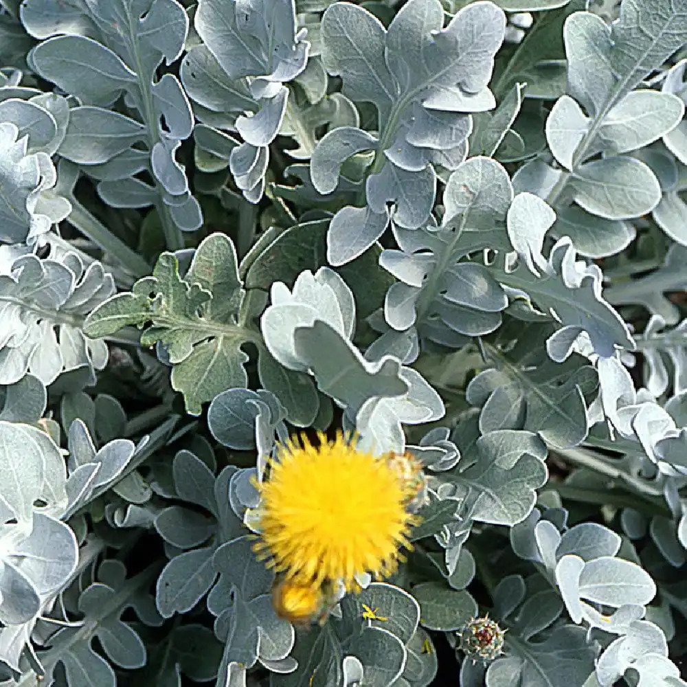 CENTAUREA ragusina