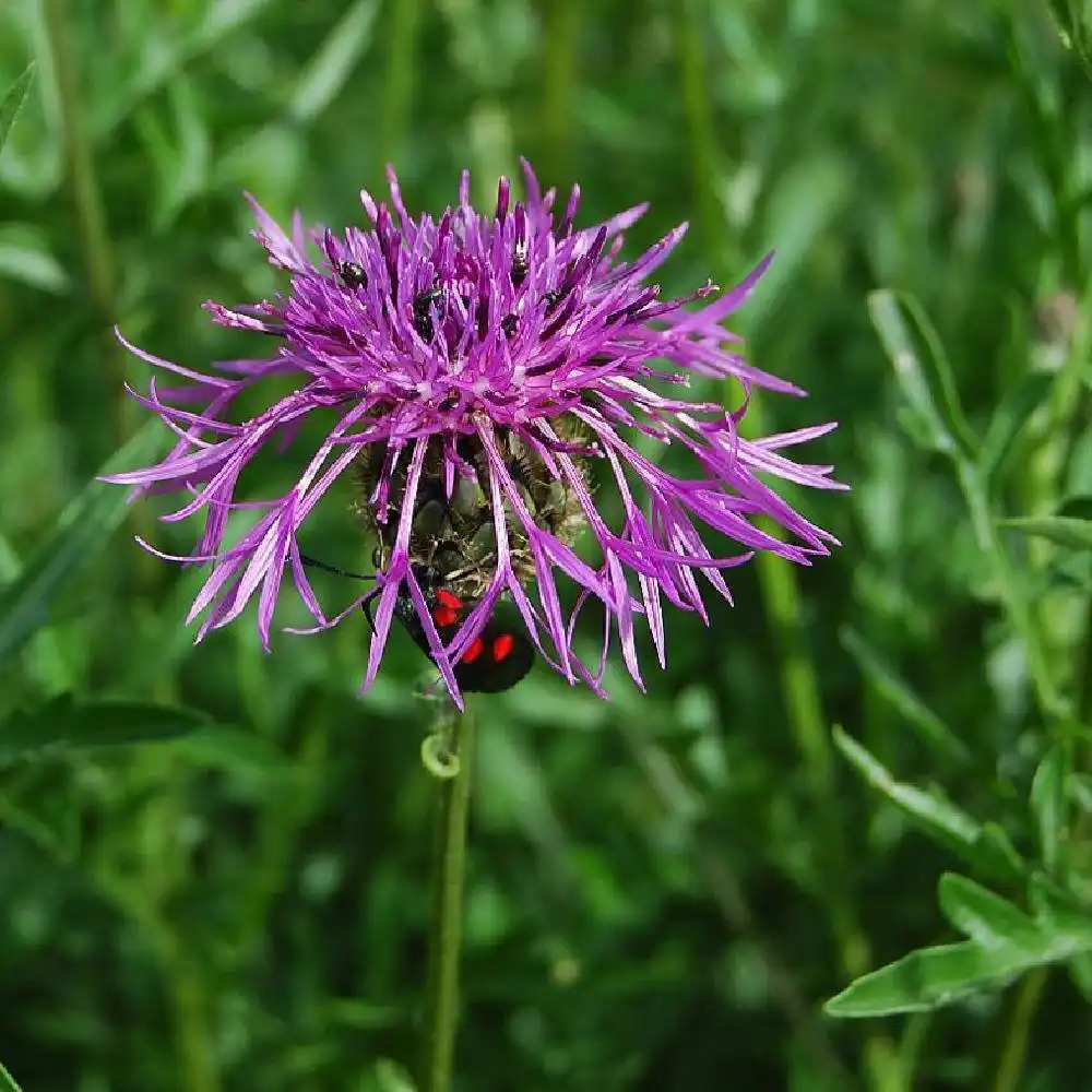 CENTAUREA scabiosa