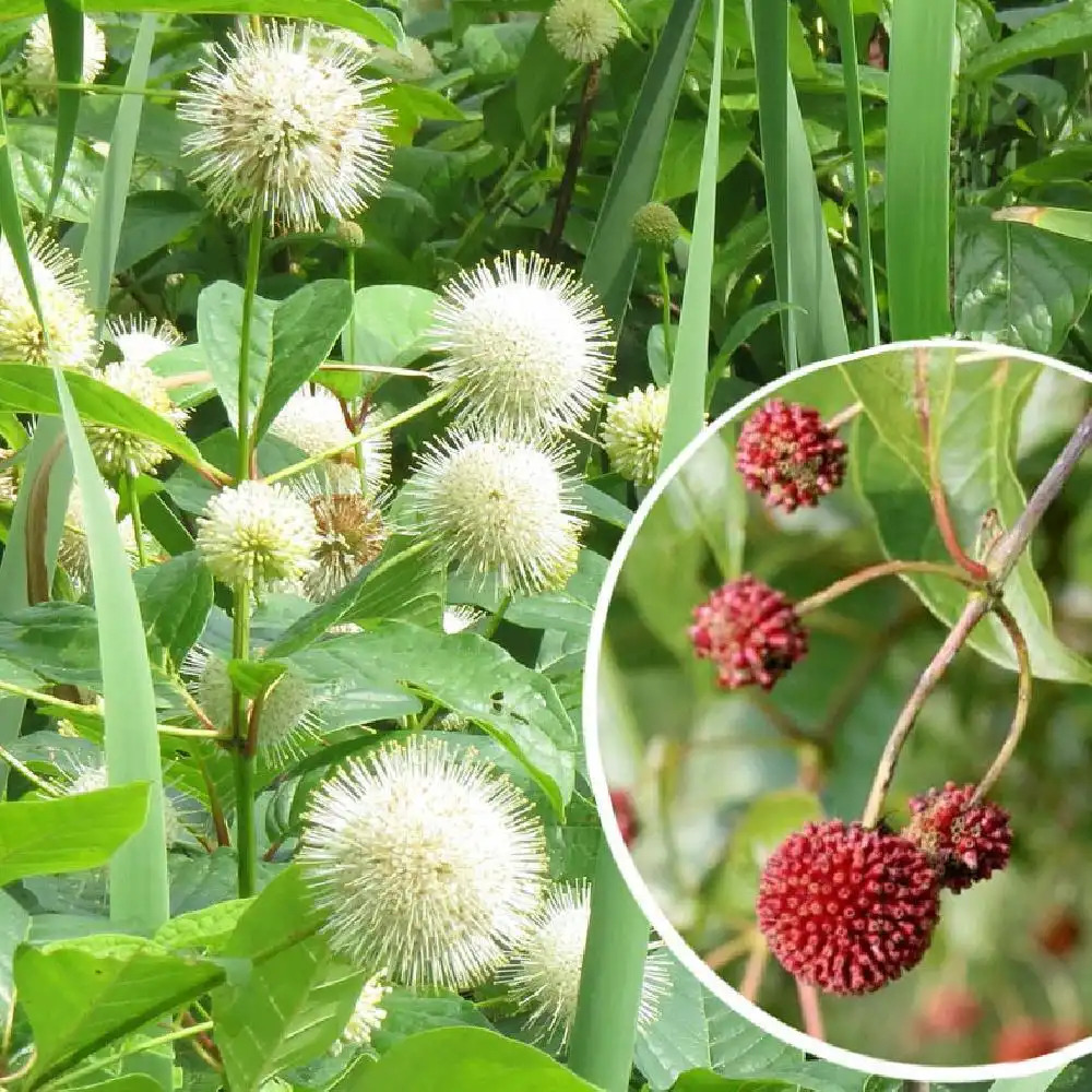 CEPHALANTHUS occidentalis 'Sugar Shack'