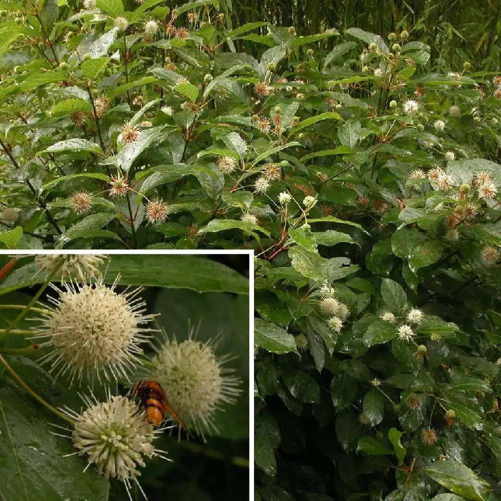 CEPHALANTHUS occidentalis