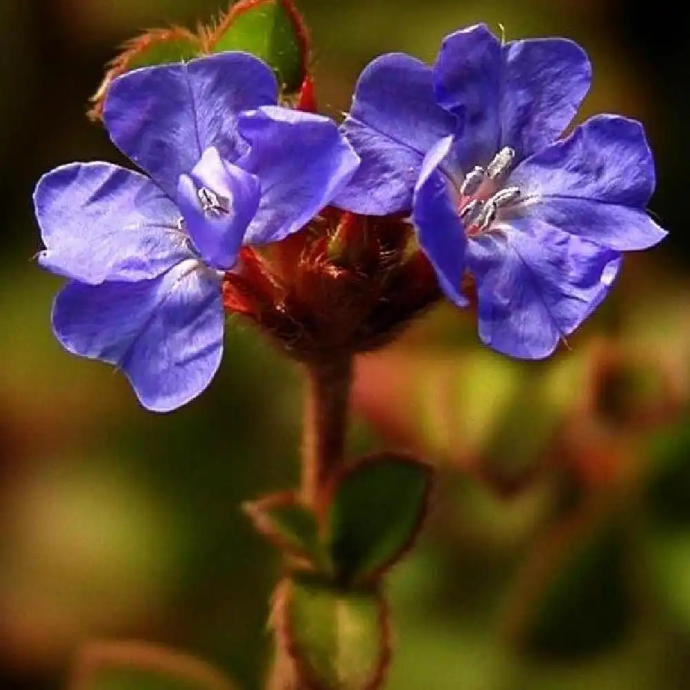 CERATOSTIGMA griffithii