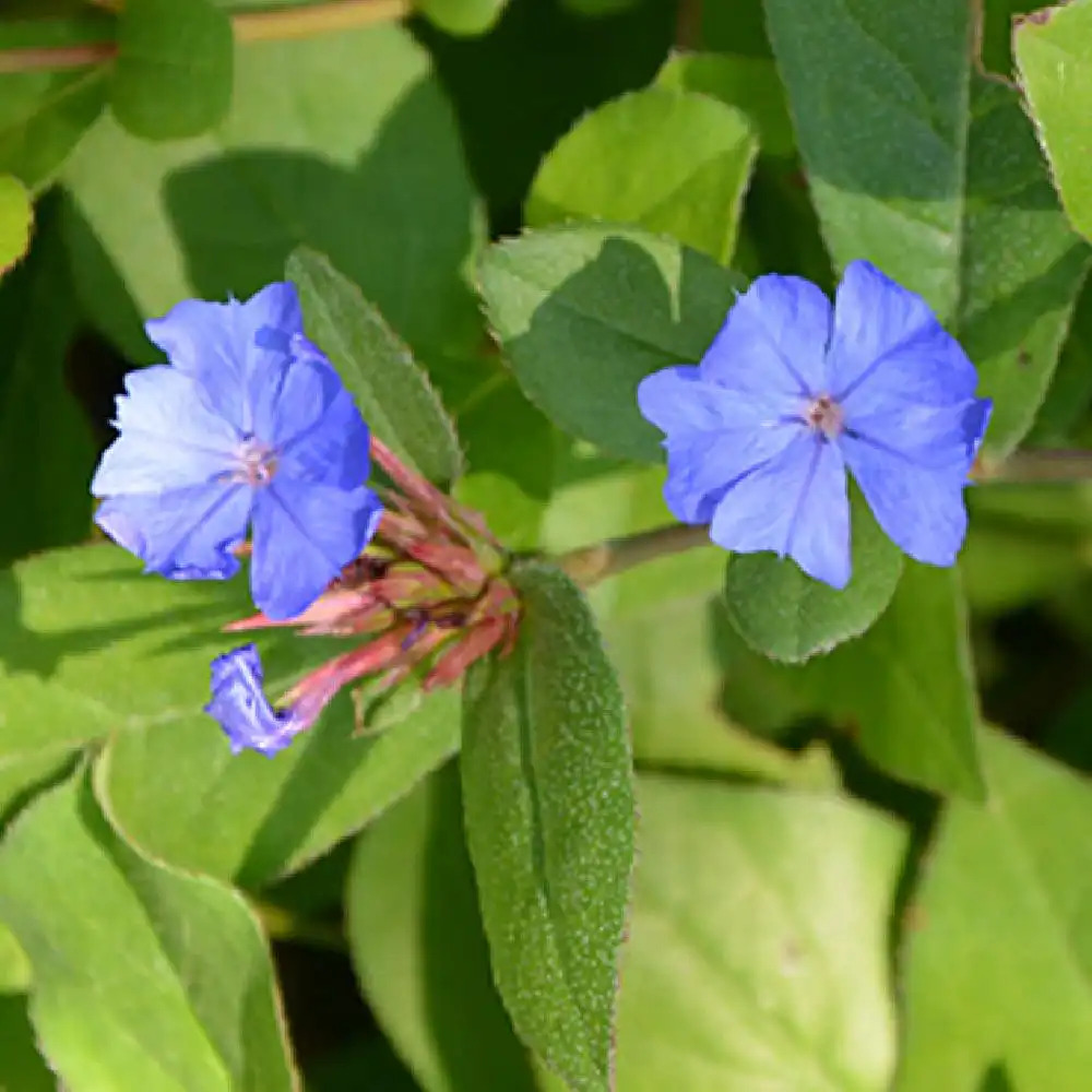 CERATOSTIGMA plumbaginoides