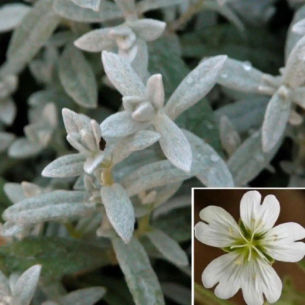 CERASTIUM tomentosum var.columnae