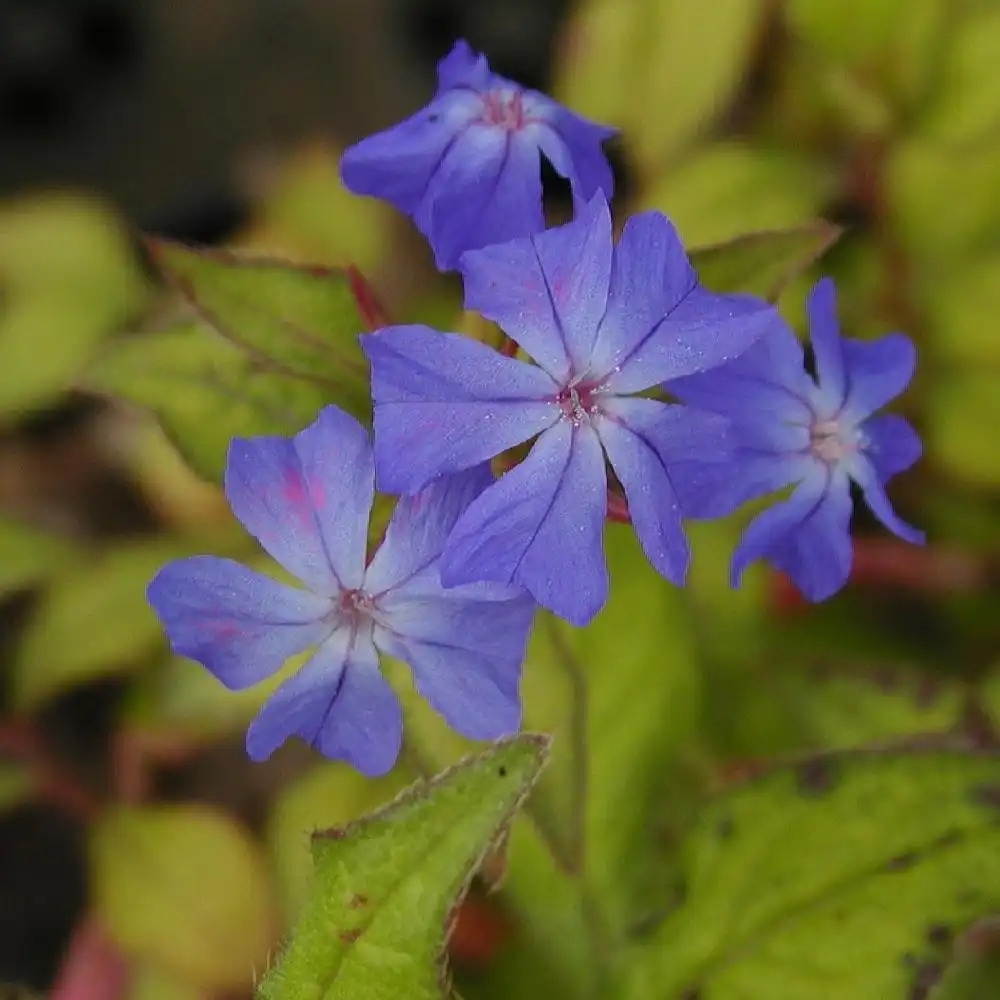 CERATOSTIGMA willmottianum