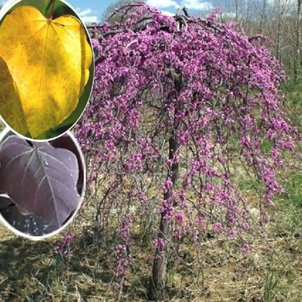 CERCIS canadensis 'Pendula'