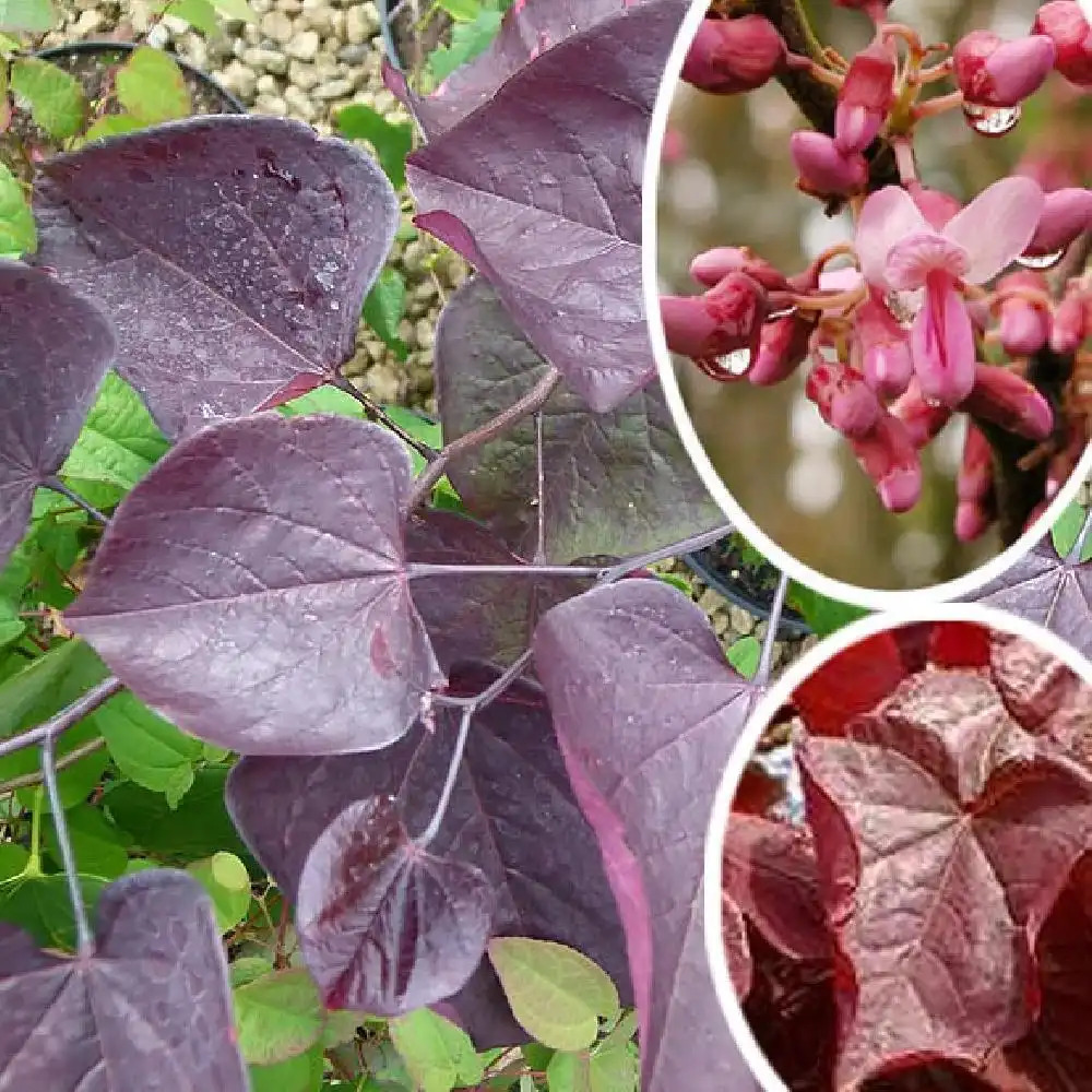CERCIS canadensis Red Force'