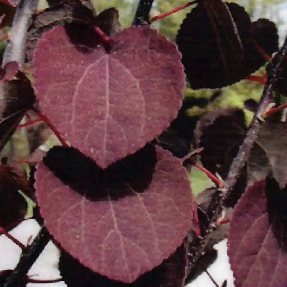 CERCIDIPHYLLUM japonicum 'Rotfuchs'