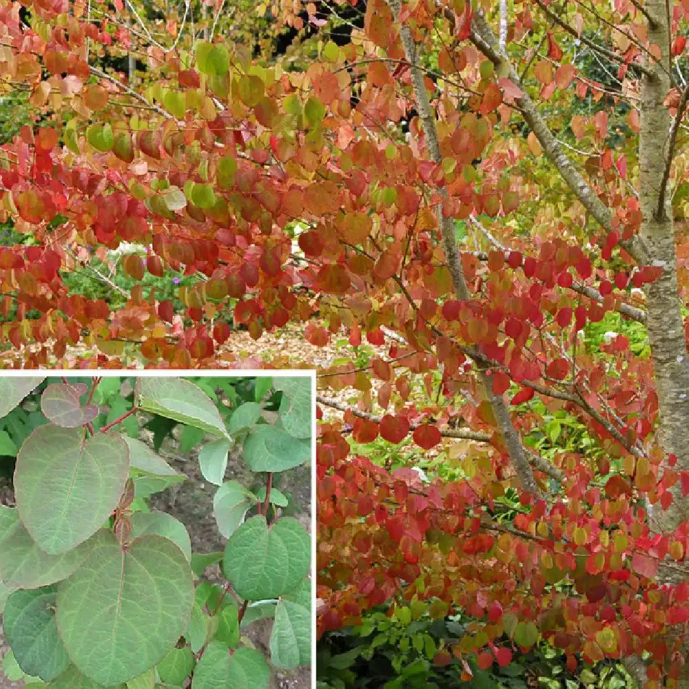 CERCIDIPHYLLUM japonicum