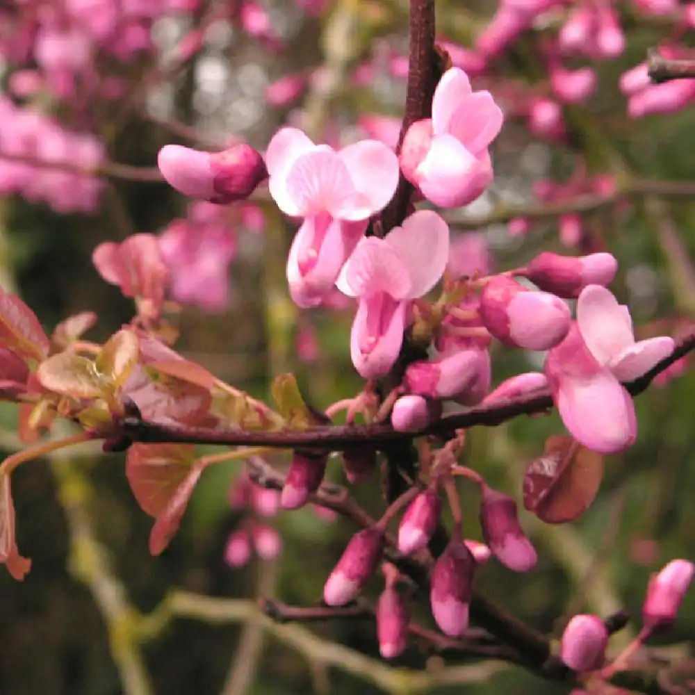 CERCIS siliquastrum