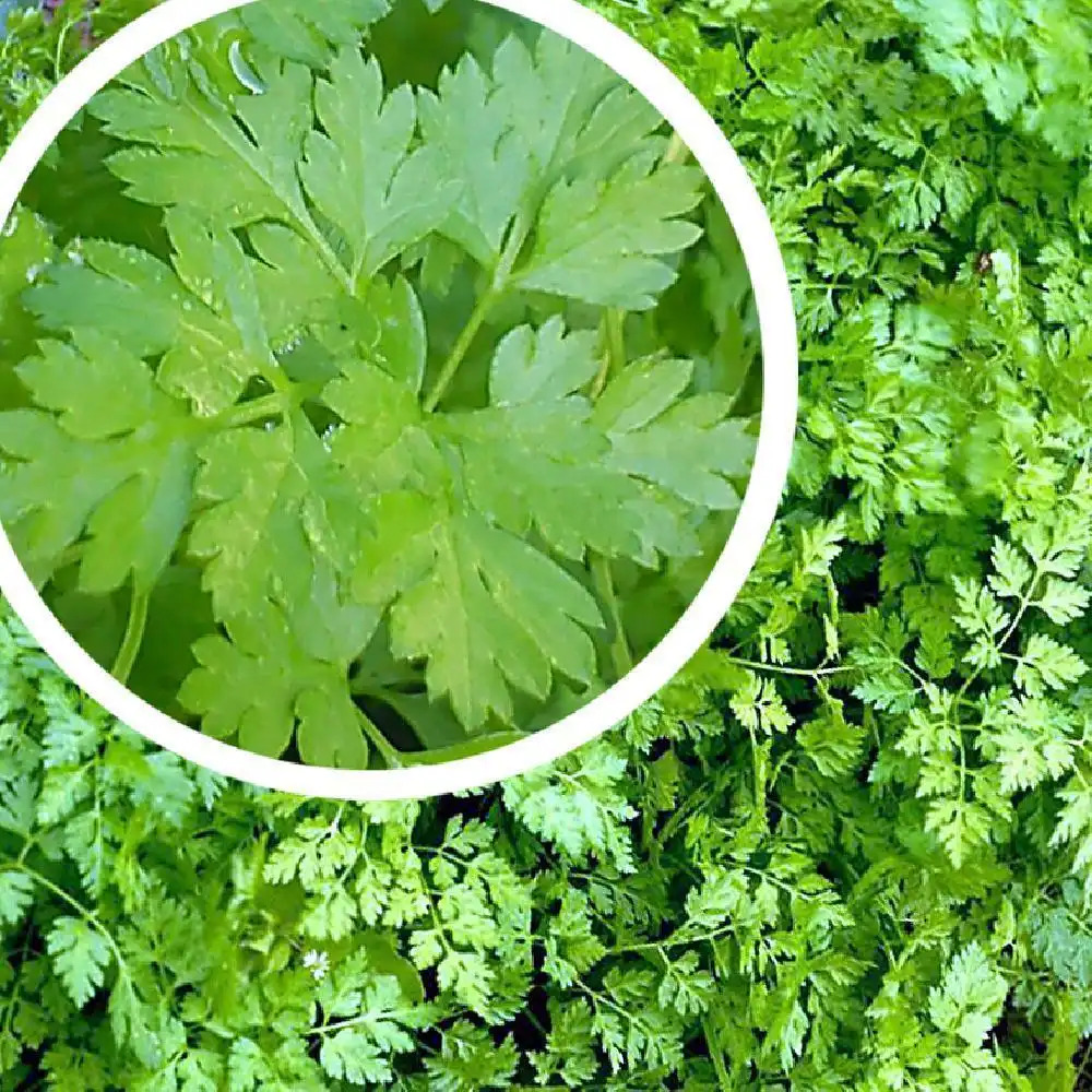 Cerfeuil Commun Cerfeuil Commun Anthriscus Cerefolium Pepinieres Lepage Bretagne Bord De Mer
