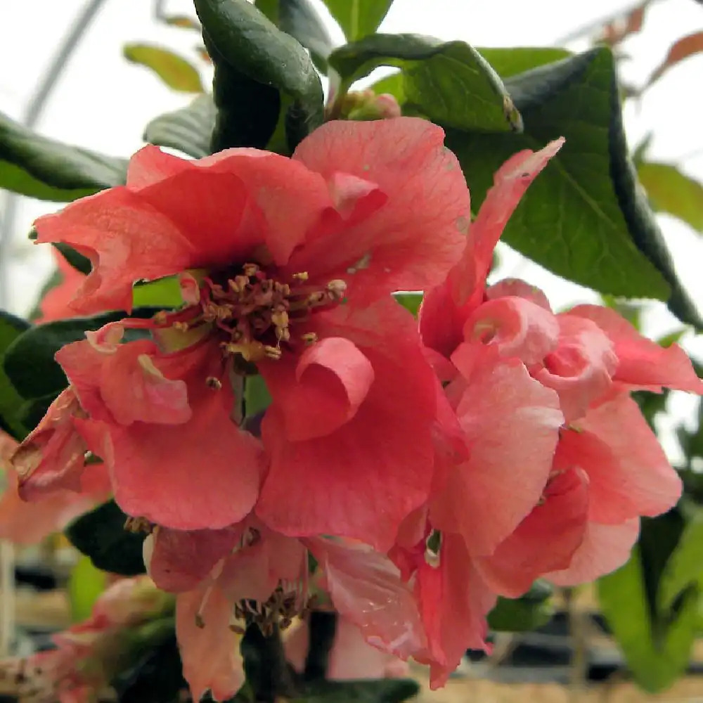 CHAENOMELES speciosa 'Falconnet Charlet'