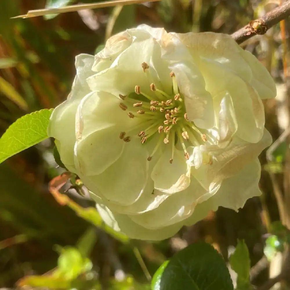 CHAENOMELES speciosa 'Kinshiden'