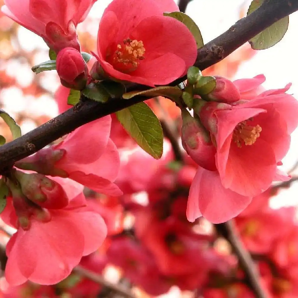 CHAENOMELES x superba 'Crimson & Gold'