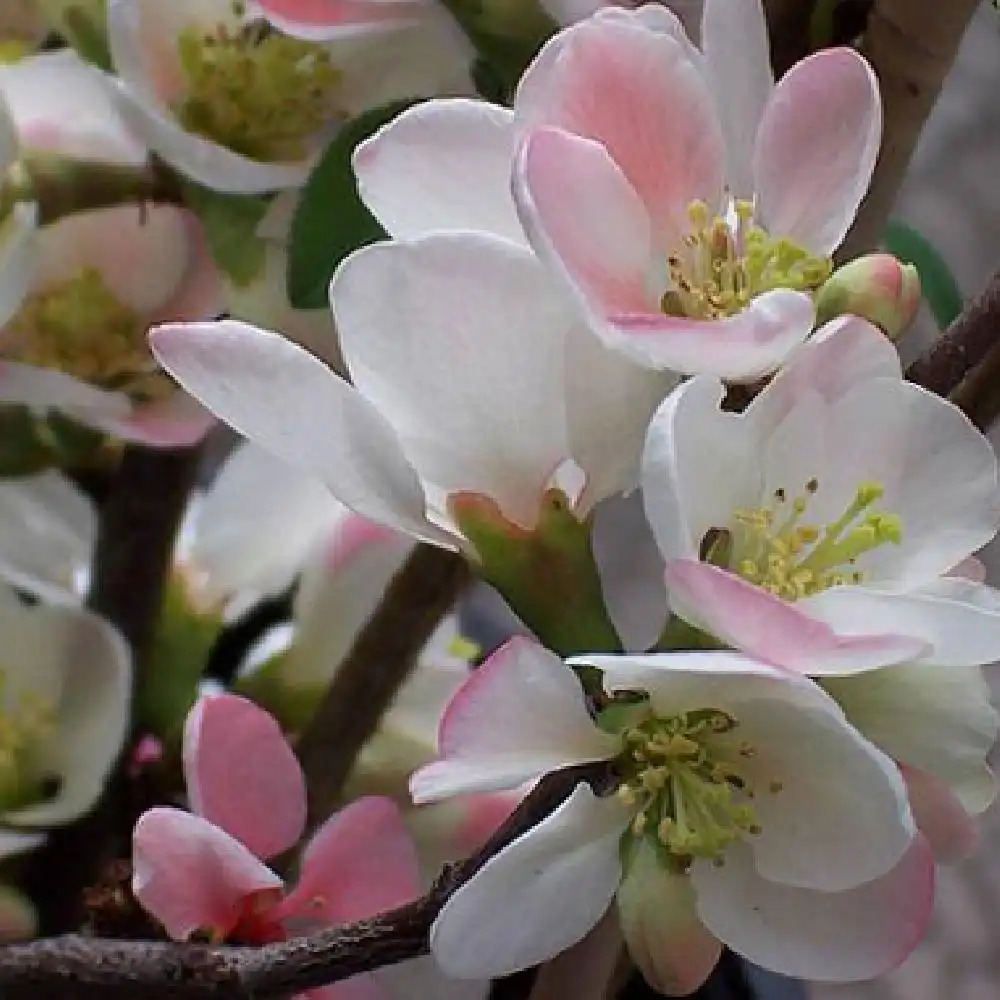 CHAENOMELES x superba 'Flocon Rose'