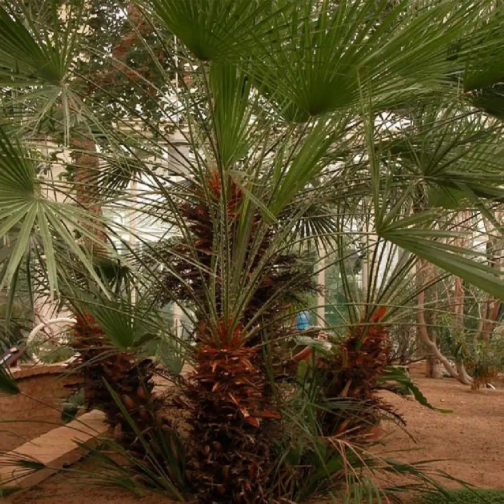 CHAMAEROPS humilis 'Vulcano'